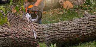 Best Hedge Trimming  in Rock Hall, MD