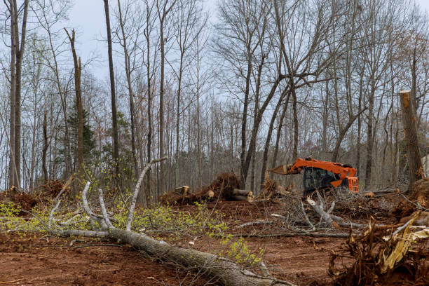 How Our Tree Care Process Works  in  Rock Hall, MD