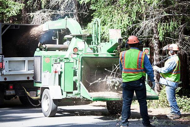 Reliable Rock Hall, MD Tree Services Solutions